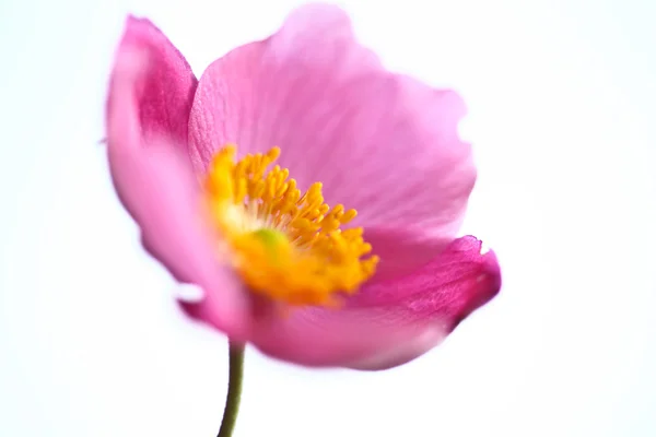 Roze madeliefje bloem close up — Stockfoto