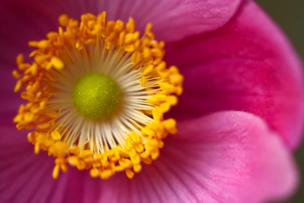 Pink daisy flower close up — Stock Photo, Image