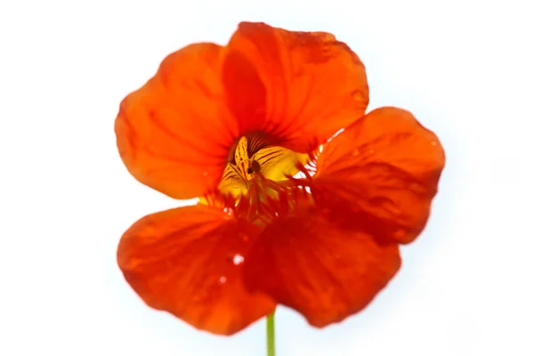 Rode bloem close up — Stockfoto