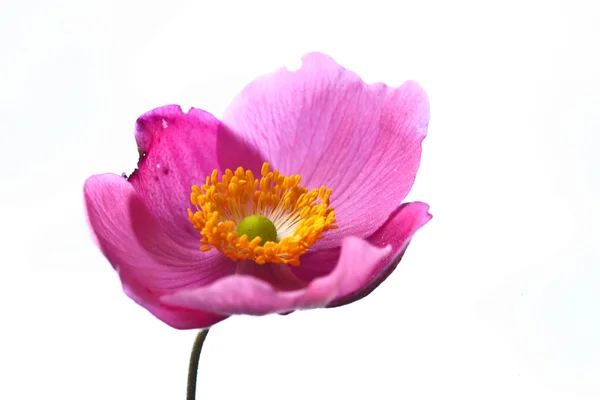 Pink daisy flower close up — Stock Photo, Image