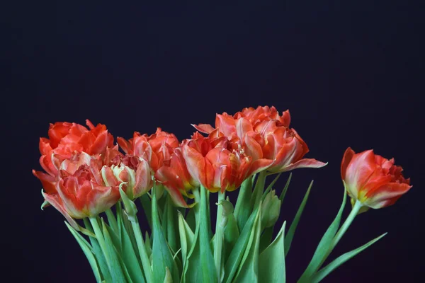 Red tulips in a vase — Stock Photo, Image