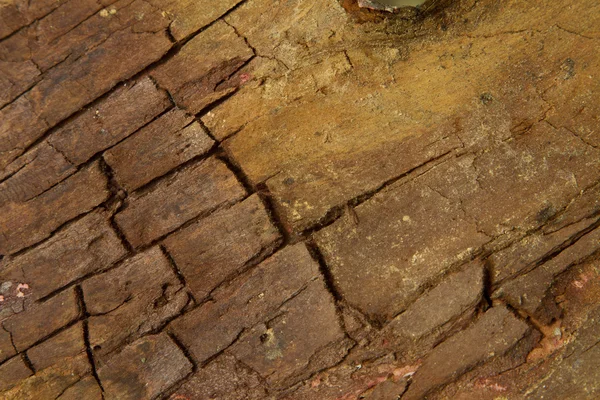 Baum aus nächster Nähe, der als Hintergrundbild verwendet werden kann — Stockfoto