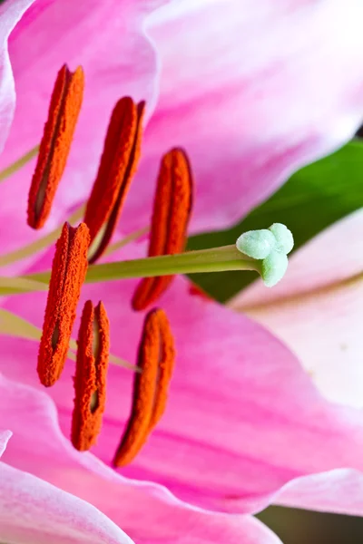 Close up van een roze orchidee — Stockfoto