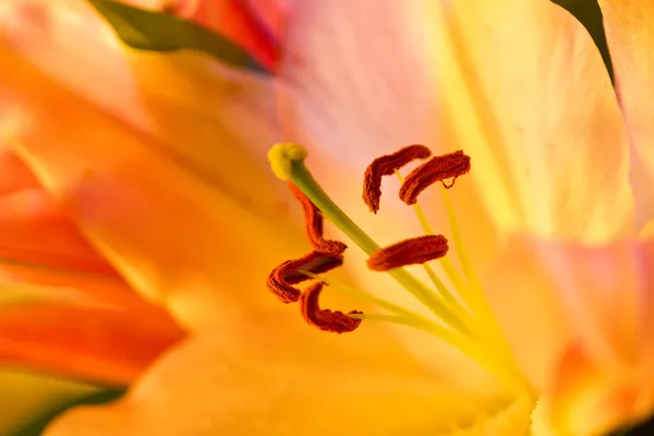 Close up van een oranje orchidee — Stockfoto