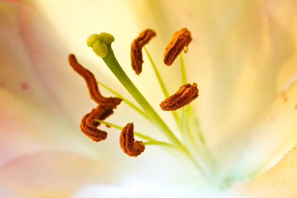 Close up van een oranje orchidee — Stockfoto