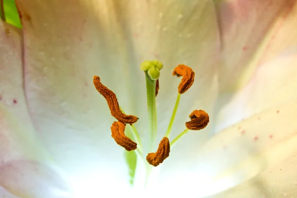 Close up van een oranje orchidee — Stockfoto