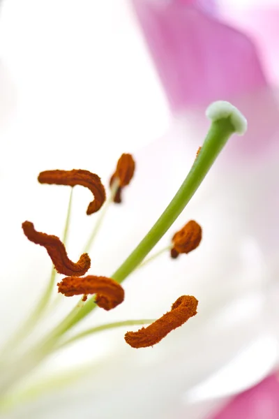 Närbild på en rosa orkidé — Stockfoto