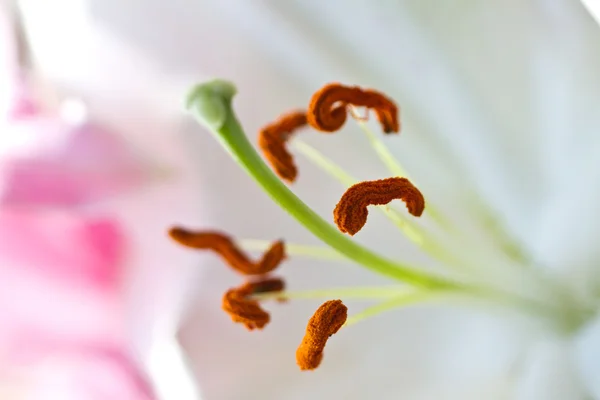 Närbild på en rosa orkidé — Stockfoto