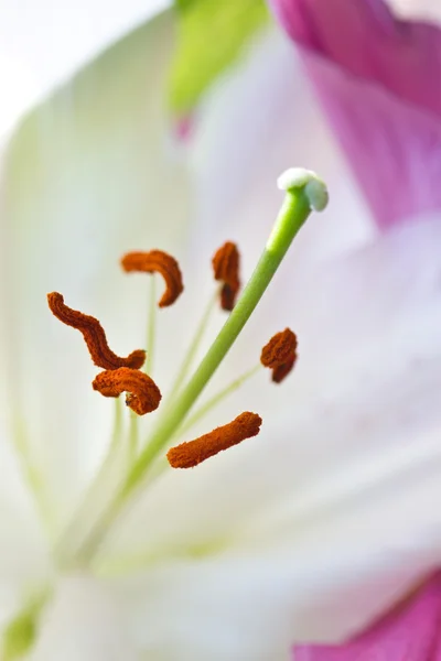 Närbild på en rosa orkidé — Stockfoto