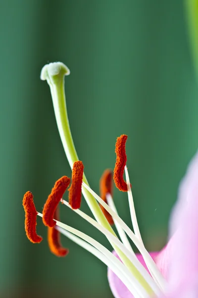 Närbild på en rosa orkidé med grön bakgrund — Stockfoto