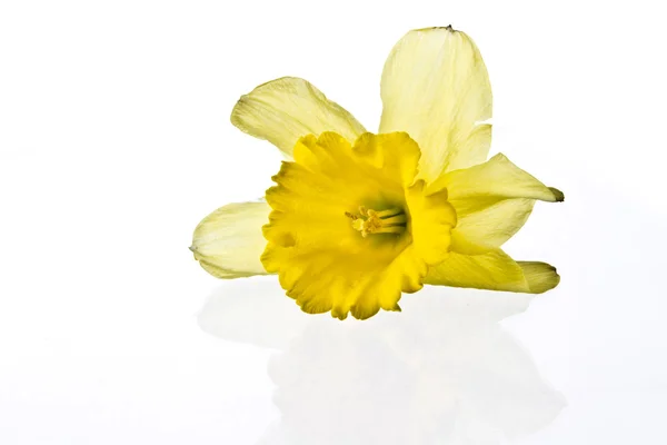 黄色のユリの花が — ストック写真