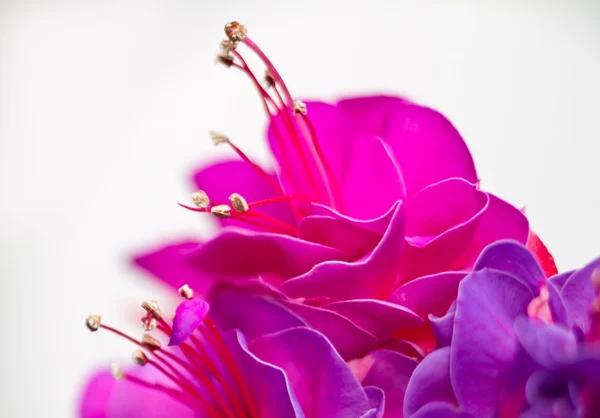 Geïsoleerde rood roze bloem detail — Stockfoto