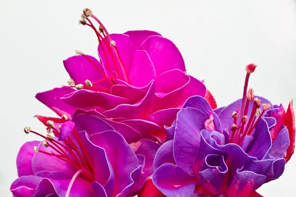 Isolated red pink flower detail — Stock Photo, Image