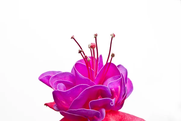 Geïsoleerde rood roze bloem detail — Stockfoto