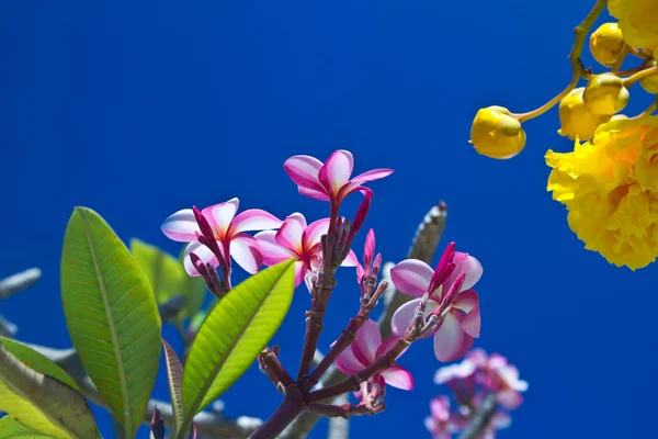 Żółty i różowy, kwiaty na drzewie w koh ngai wyspa Tajlandii — Zdjęcie stockowe
