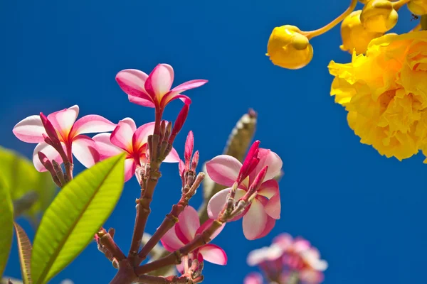 Gult och rosa, blommor på ett träd i koh ngai island thailand — Stockfoto