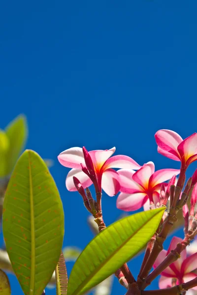 Gele en roze bloemen op een boom in koh ngai eiland thailand — Stockfoto