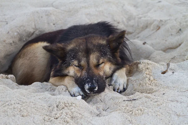 Собака спит на пляже острова Ко Нгай в Таиланде — стоковое фото