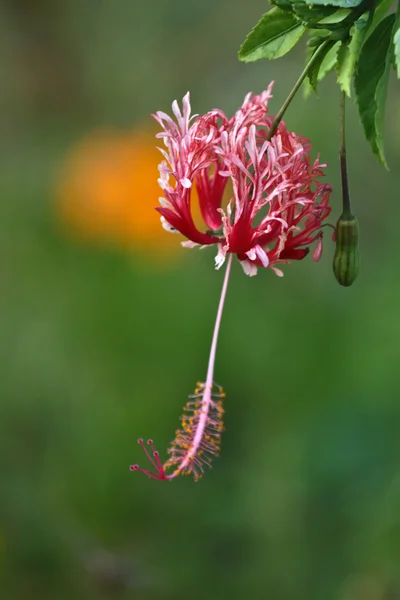 Kwiaty z koh ngai wyspa Tajlandii — Zdjęcie stockowe