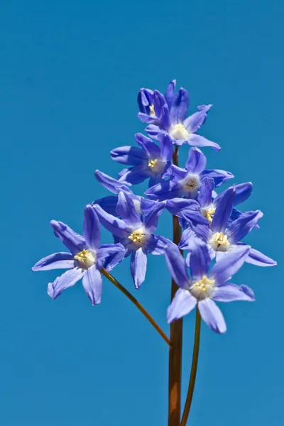 Delphinium flower shot against a blue sky — Stock Photo, Image
