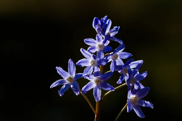 デルフィ ニウムの花は暗い背景に対してショット — ストック写真