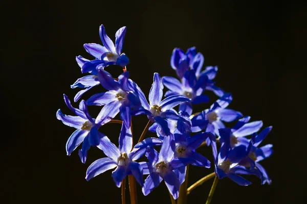 デルフィ ニウムの花は暗い背景に対してショット — ストック写真