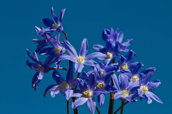 デルフィ ニウムの花は青空を背景ショット — ストック写真