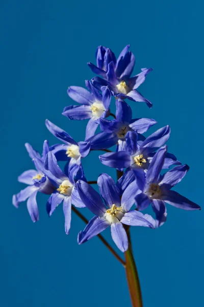 Delphinium bloem schot tegen een blauwe hemel — Stockfoto