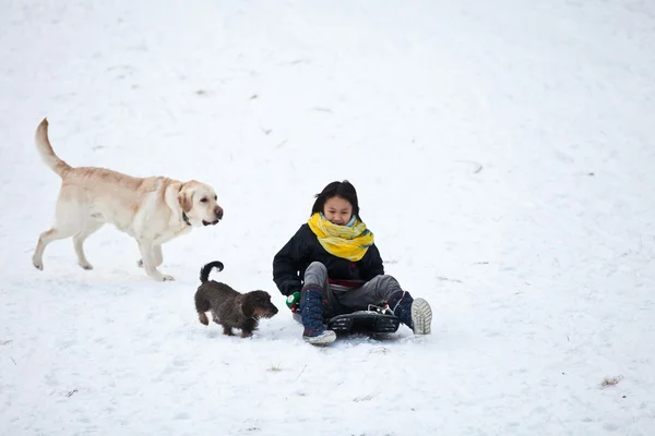Menina trenó com seu cão — Fotografia de Stock