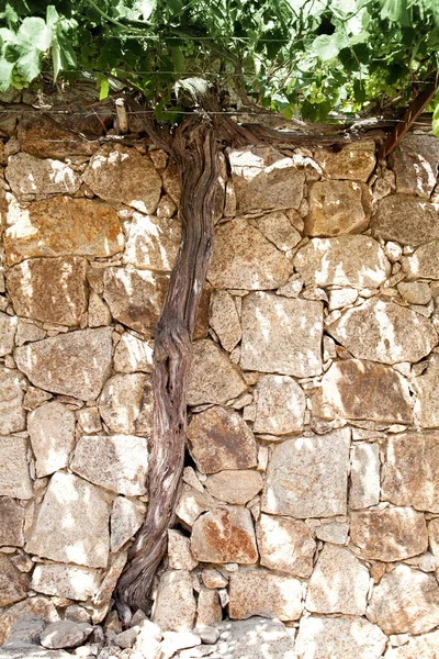 Boom Groeit Een Muur Algajola Village Stad Corsica Balagne Gebied — Stockfoto