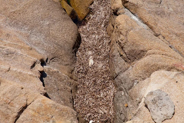 Felsen Strand Algajola Village Oder Stadt Auf Korsika Der Balagne — Stockfoto