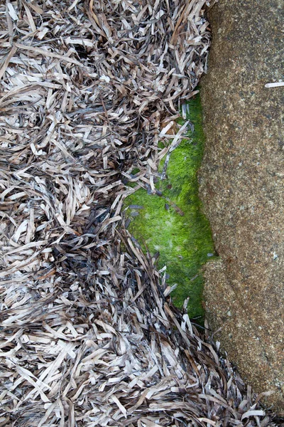 Klippor Vid Stranden Algajola Eller Stad Korsika Balagne Området Sommaren — Stockfoto