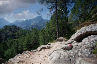 Balagne bölgesinde Calvi Korsika yakınlarında Bonifato Ormanı 