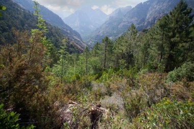 Balagne bölgesinde Calvi Korsika yakınlarında Bonifato Ormanı 