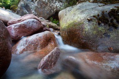 Balagne bölgesinde Calvi Korsika yakınlarında Bonifato Ormanı 