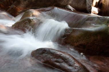 Balagne bölgesinde Calvi Korsika yakınlarında Bonifato Ormanı 