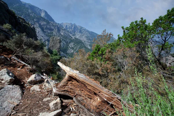 Bonifato Wald Der Nähe Von Calvi Korsika Der Balagne — Stockfoto