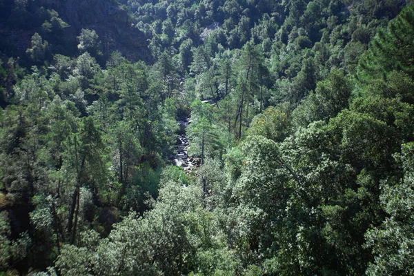 Bonifato Wald Der Nähe Von Calvi Korsika Der Balagne — Stockfoto