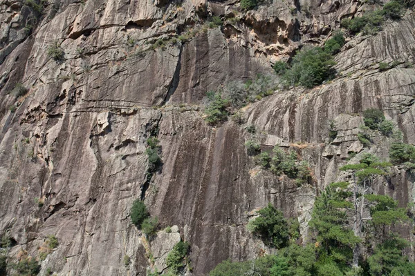 Bonifato Wald Der Nähe Von Calvi Korsika Der Balagne — Stockfoto