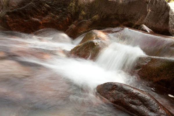 Floresta Bonifato Perto Calvi Córsega Região Balagne — Fotografia de Stock