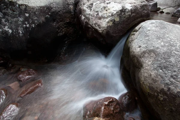 Bonifato Wald Der Nähe Von Calvi Korsika Der Balagne — Stockfoto