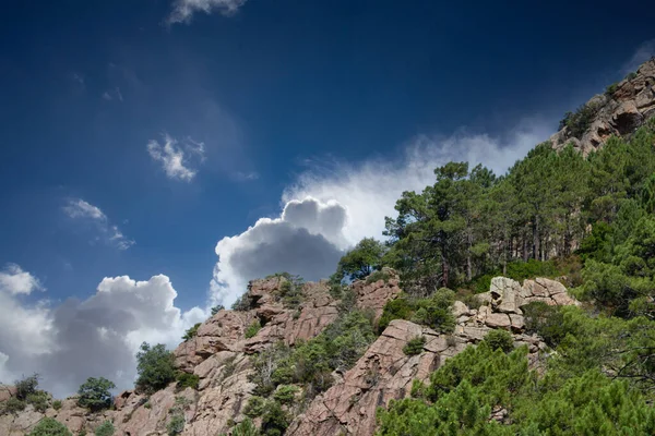 Bonifato Wald Der Nähe Von Calvi Korsika Der Balagne — Stockfoto