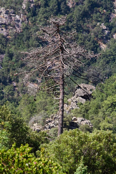 Bonifato Wald Der Nähe Von Calvi Korsika Der Balagne — Stockfoto