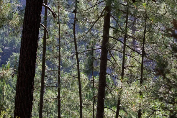 Balagne bölgesinde Calvi Korsika yakınlarında Bonifato Ormanı 