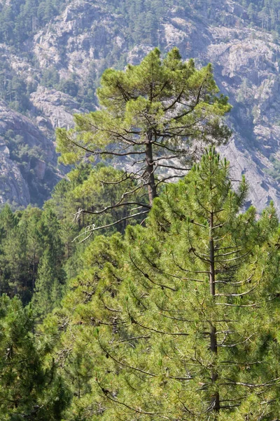 Bonifato Wald Der Nähe Von Calvi Korsika Der Balagne — Stockfoto