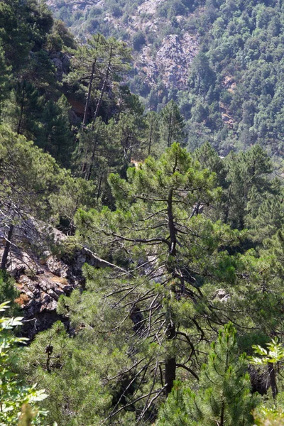 Bosque Bonifato Cerca Calvi Córcega Región Balagne — Foto de Stock