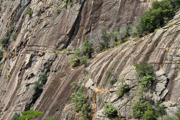 Bonifato Wald Der Nähe Von Calvi Korsika Der Balagne — Stockfoto