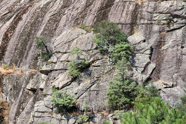 Bonifato Wald Der Nähe Von Calvi Korsika Der Balagne — Stockfoto