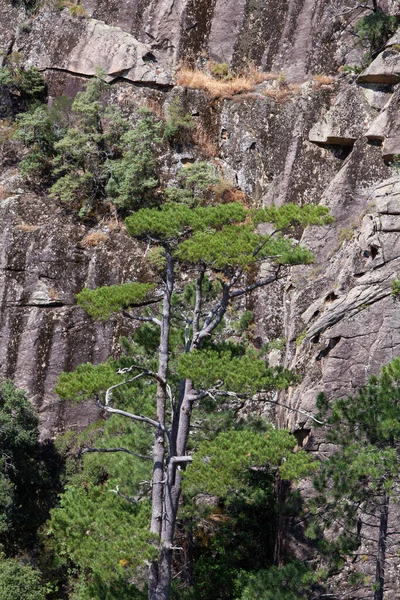 Bonifato Forest Calvi Corsica Balagne Region — Stock Photo, Image