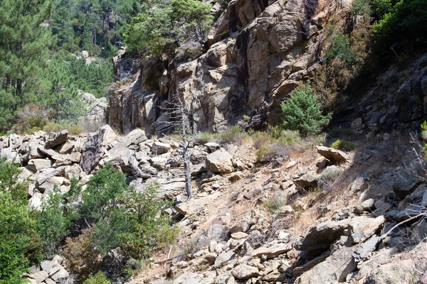 Bonifato Wald Der Nähe Von Calvi Korsika Der Balagne — Stockfoto